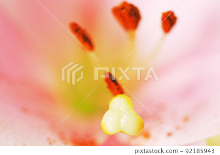 花核心 92185943