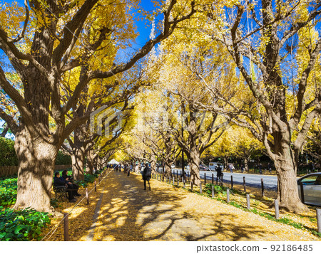 秋天的神宮外苑，一排伊長樹 92186485