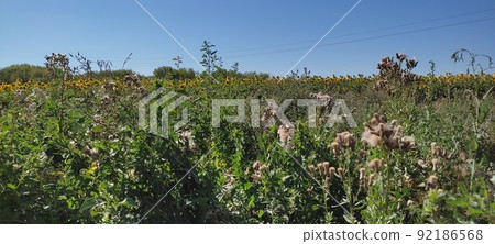Beautiful landscape with field of ripe rye and blue summer sky. 92186568