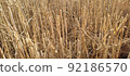 Beautiful landscape with field of ripe rye and blue summer sky. 92186570