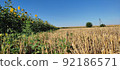 Beautiful landscape with field of ripe rye and blue summer sky. 92186571