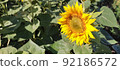 Beautiful landscape with field of ripe rye and blue summer sky. 92186572
