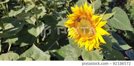 Beautiful landscape with field of ripe rye and blue summer sky. Beautiful landscape with field of ripe rye and blue summer sky. 92186572