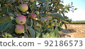 Beautiful landscape with field of ripe rye and blue summer sky. 92186573