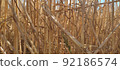 Beautiful landscape with field of ripe rye and blue summer sky. 92186574