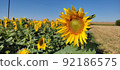 Beautiful landscape with field of ripe rye and blue summer sky. 92186575