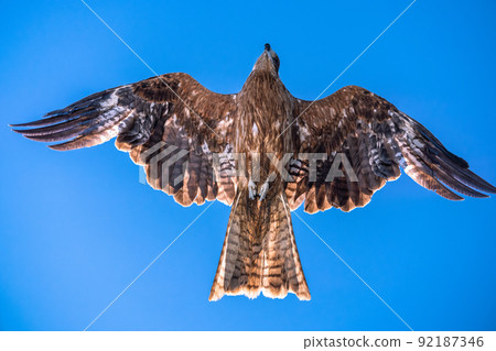 Flying in the sky Flying in the sky 92187346