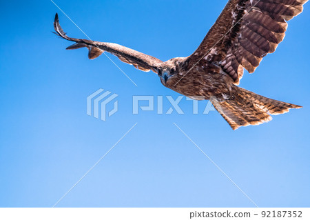 Flying in the sky 92187352