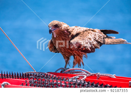 Flying in the sky 92187355