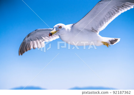 Seagull fly over the sky 92187362