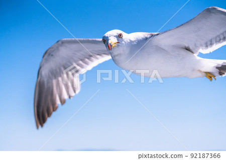 Seagull fly over the sky 92187366