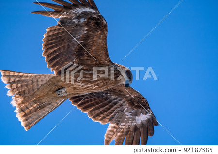 Flying in the sky Flying in the sky 92187385