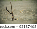 Driftwood piercing the sandy beach 92187408