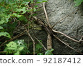 A tree that has decayed in the shade of a rock 92187412