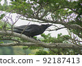 Crow lurking in a tree 92187413