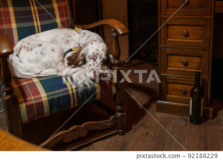 Dog sleeping in armchair in cozy room Dog sleeping in armchair in cozy room 92188229