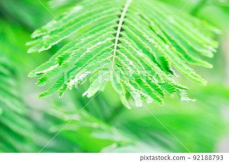 Senegalia pennata or Acacia Insuavis, Acacia pennata Willd or LEGUMINOSAE MIMOSOIDEAE or  MIMOSEAE 92188793