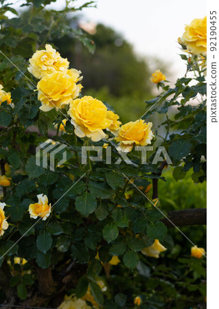 Yellow Rose flower growing in Italian countryside 92190455