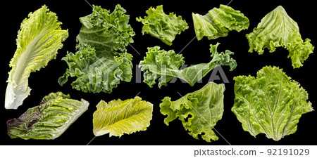 Collection of salad leaves isolated on black background Collection of salad leaves isolated on black background 92191029