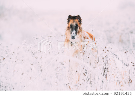 Russian Wolfhound Hunting Sighthound Russkaya Psovaya Borzaya Dog During Hare-hunting At Winter Day In Snowy Field 92191435
