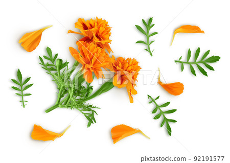 fresh marigold or tagetes erecta flower isolated on white background with full depth of field. Top view. Flat lay fresh marigold or tagetes erecta flower isolated on white background with full depth of field. Top view. Flat lay 92191577