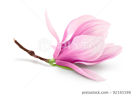 Pink magnolia flower isolated on white background with full depth of field 92191599