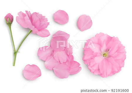 Sakura flower cherry blossom isolated on white background with full depth of field. Top view. Flat lay Sakura flower cherry blossom isolated on white background with full depth of field. Top view. Flat lay 92191600