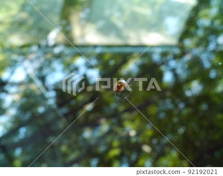 Windshield lady beetle Windshield lady beetle 92192021