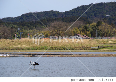 A scene of storks flying into a paddy field where a flock of swans is on the wall ... Yasugi City, Shimane Prefecture: Sunny A scene of storks flying into a paddy field where a flock of swans is on the wall ... Yasugi City, Shimane Prefecture: Sunny 92193453