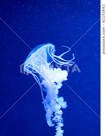 Fluorescent jellyfish on blue background, the ocean Fluorescent jellyfish on blue background, the ocean 92193642