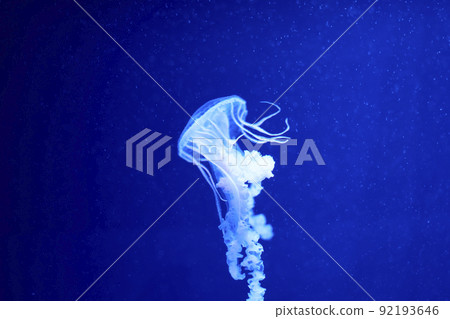 Fluorescent jellyfish on blue background, the ocean 92193646