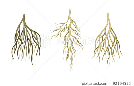 Branching Root as Tree Part Below the Surface of Soil Vector Set Branching Root as Tree Part Below the Surface of Soil Vector Set 92194553