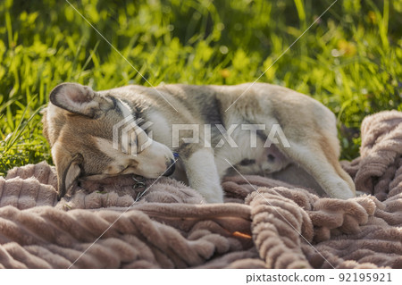 husky dog in nature husky dog in nature 92195921