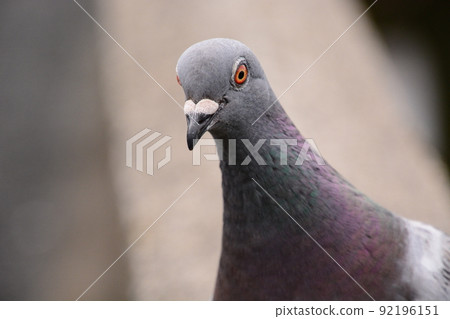 Yamadaike Park 92196151