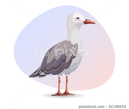 seagull, vector, bird 92196659