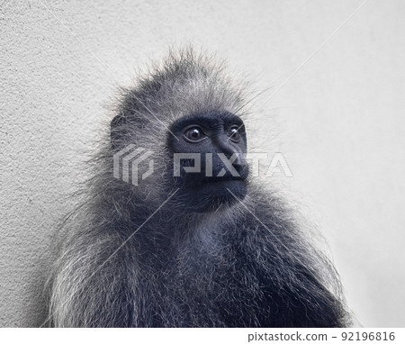 Portrait of mantled guereza, Colobus guereza, black-and-white cute monkey. Portrait of mantled guereza, Colobus guereza, black-and-white cute monkey. 92196816