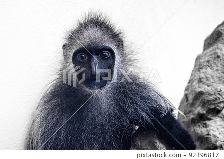 Portrait of mantled guereza, Colobus guereza, black-and-white monkey. Front view Portrait of mantled guereza, Colobus guereza, black-and-white monkey. Front view 92196817