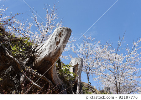 Yoshinoyama stump and cherry blossoms, Yoshino-cho, Yoshino-gun, Nara Prefecture 92197776