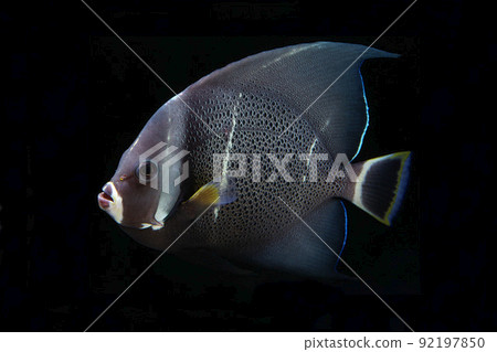 Gray angelfish black background 92197850