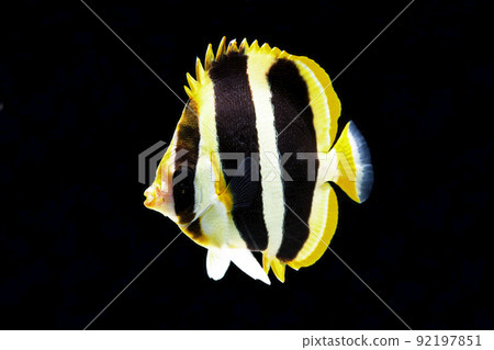 三條紋蝴蝶魚黑色背景 92197851