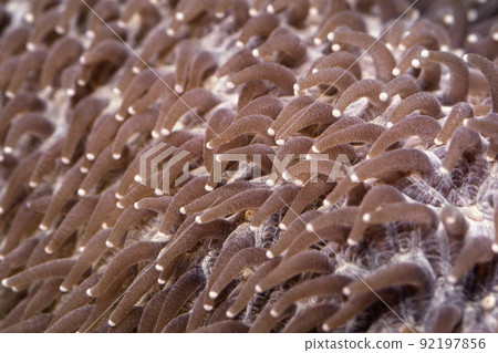 Coral polyp Ishinamako graphic material Coral polyp Ishinamako graphic material 92197856