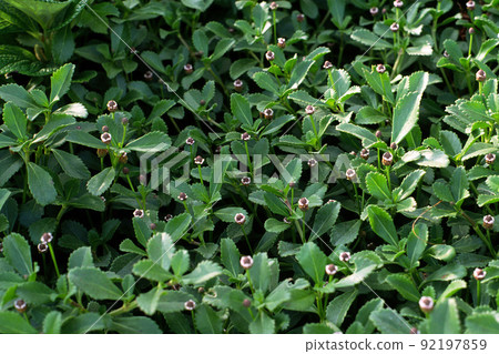 纏結蛙果海灘植物 92197859