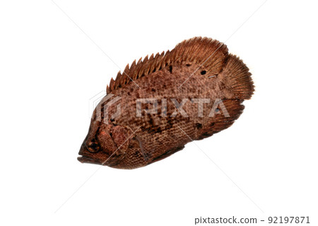 三尾魚苗白色背景 92197871