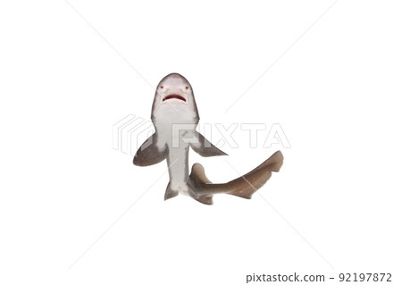 Banded hound shark juvenile white background 92197872