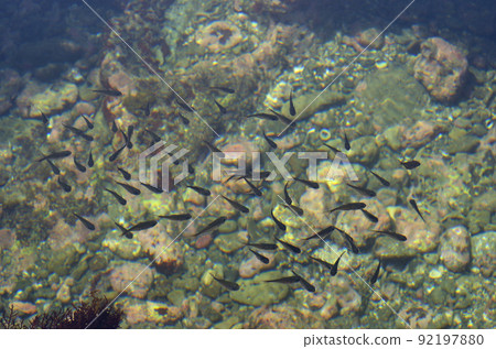 Sweeper juvenile tide pool 92197880