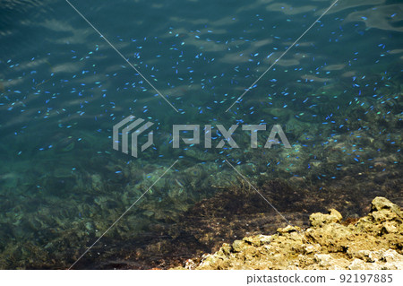 Neon damselfish, a school of fish on the surface of the water Neon damselfish, a school of fish on the surface of the water 92197885