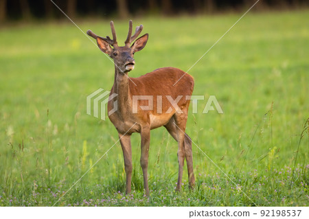 Red deer with velvet antlers standing on grassland 92198537