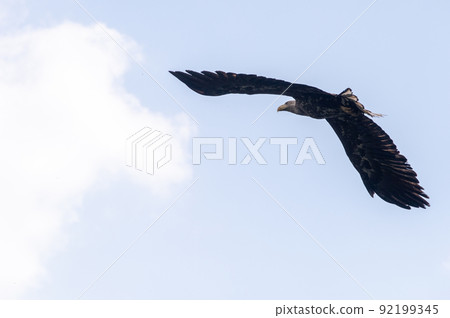 White-tailed eagle in the forest White-tailed eagle in the forest 92199345