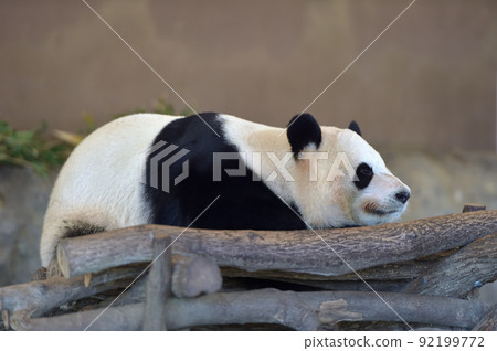 睡覺時的圖欣 睡覺時的圖欣 92199772