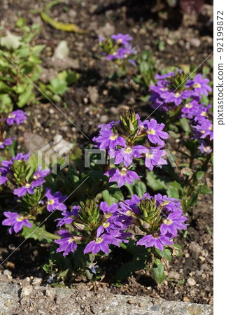 Blue fan flower flower Blue fan flower flower 92199872